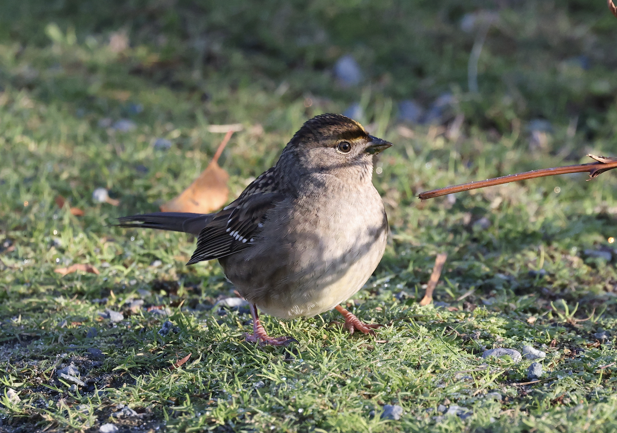 Golden-crowned Sparrow - ML611197622