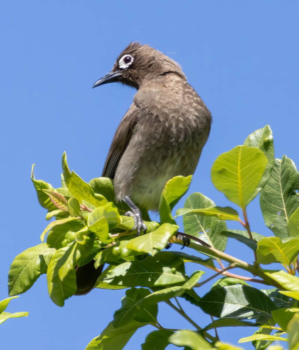 Cape Bulbul - ML611197630