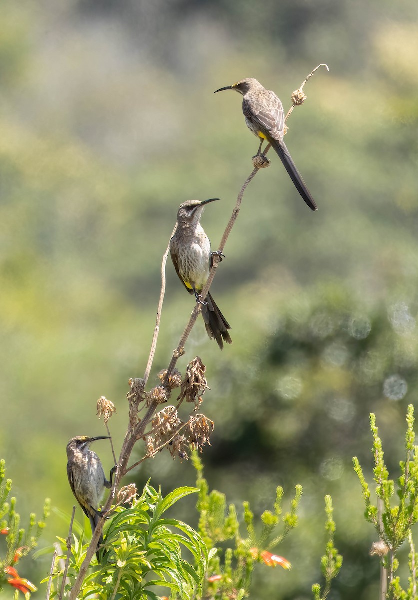 Cape Sugarbird - ML611197634