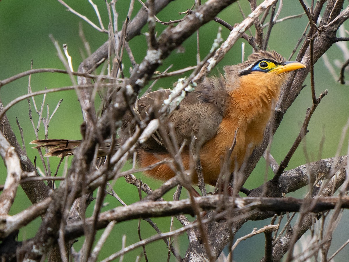 Lesser Ground-Cuckoo - Chris Fischer