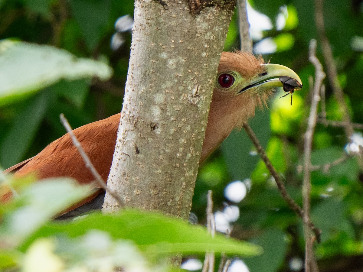 Squirrel Cuckoo - Chris Fischer