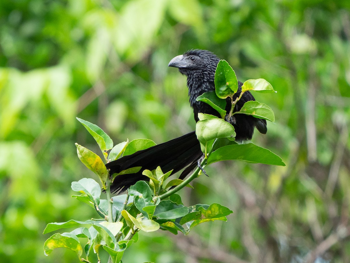 Groove-billed Ani - Chris Fischer