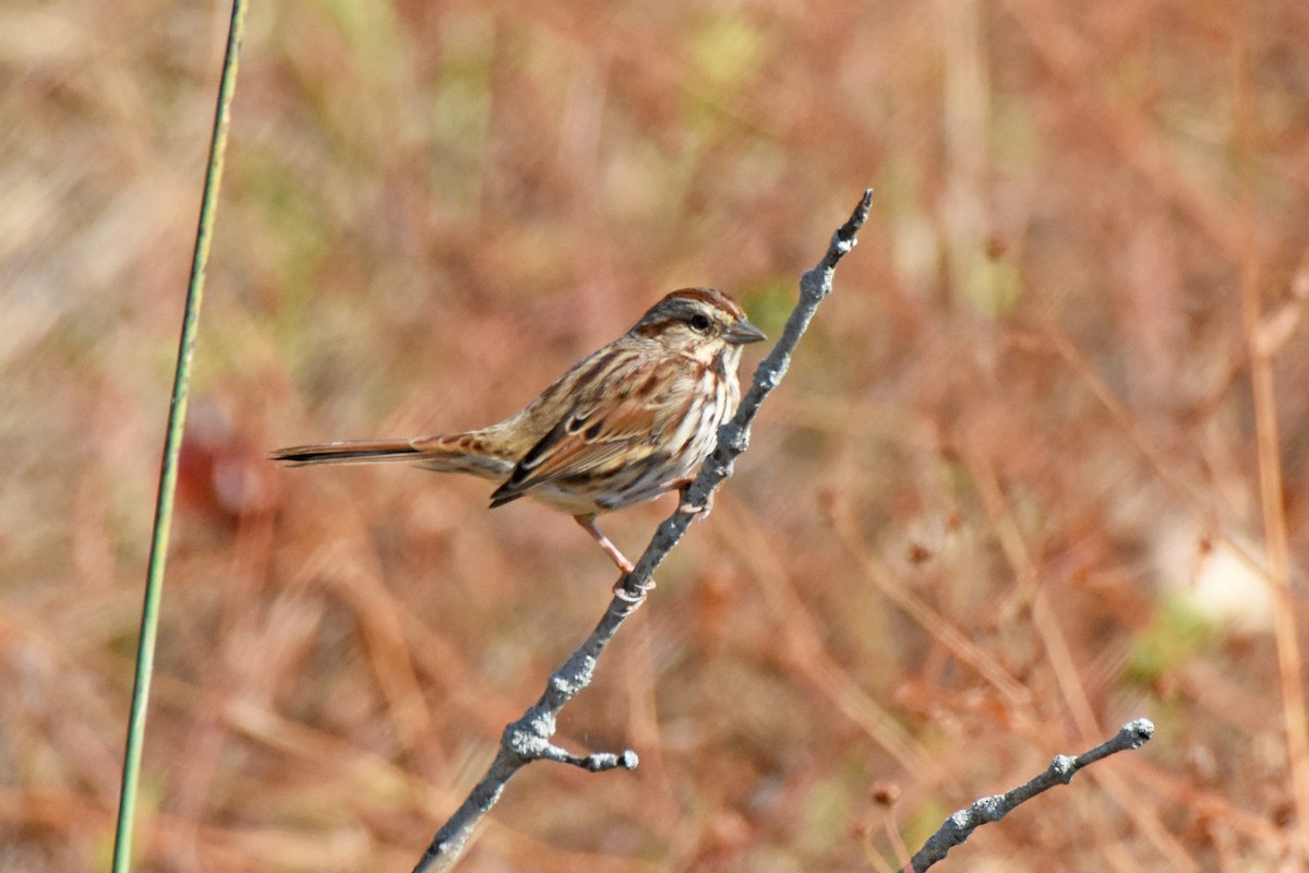 Swamp Sparrow - Pamela Scrima