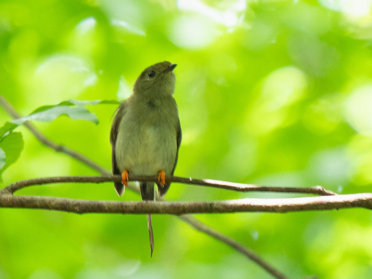 Long-tailed Manakin - ML611197659