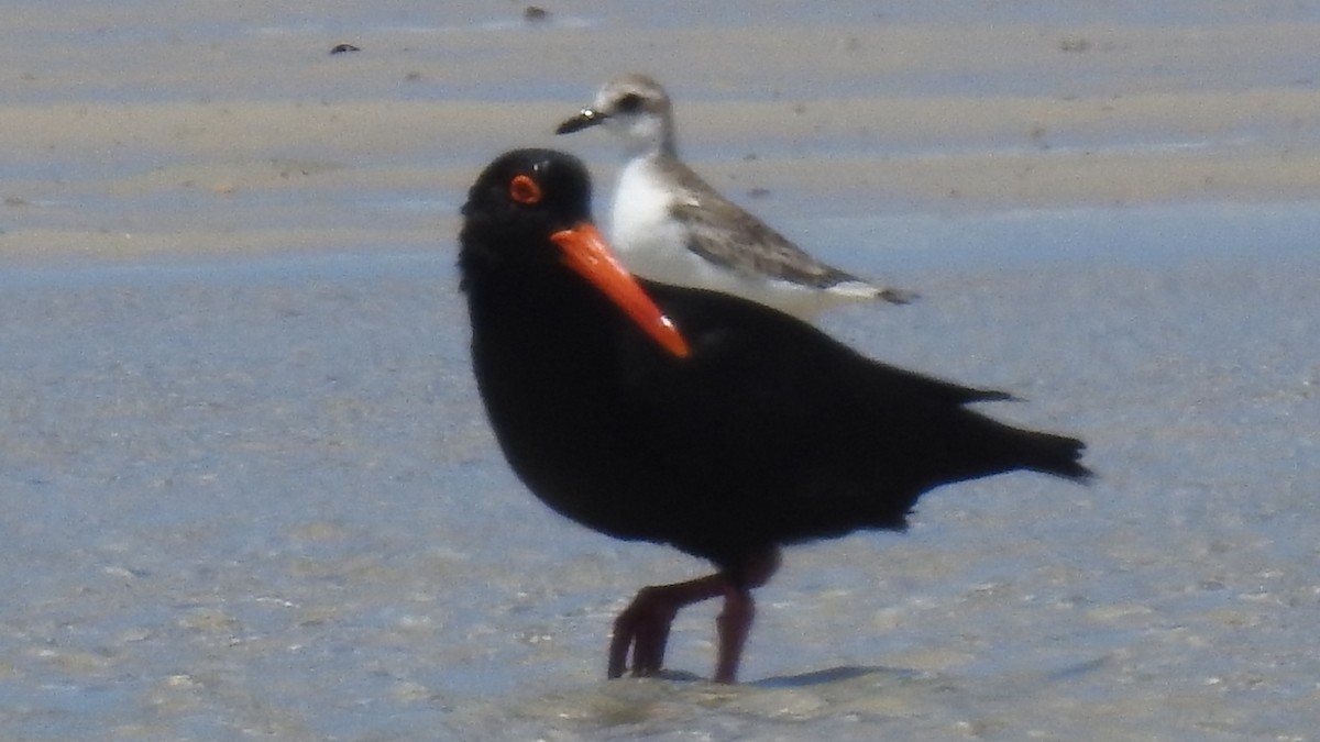 Greater Sand-Plover - ML611197745