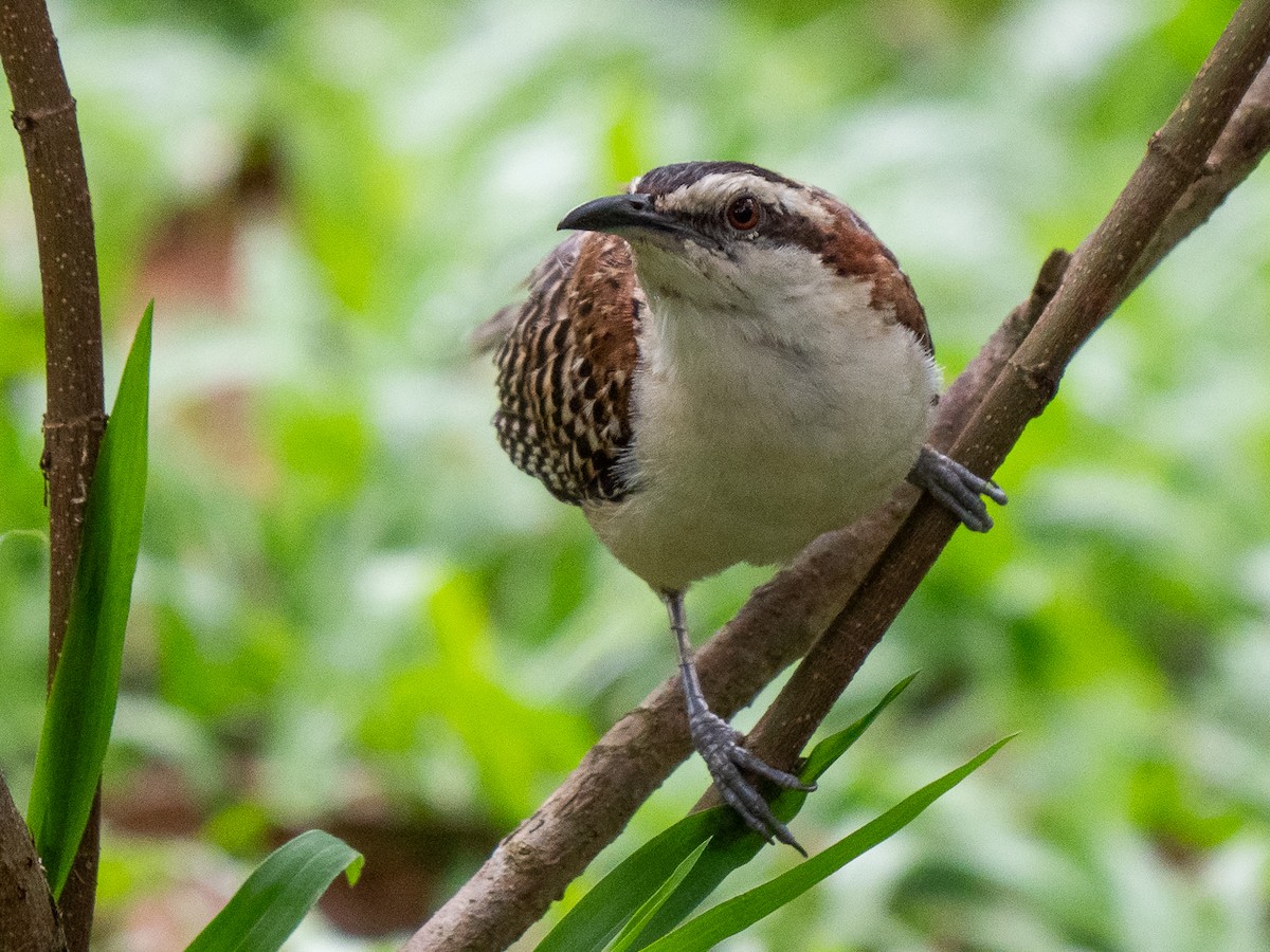 Rufous-naped Wren - Chris Fischer