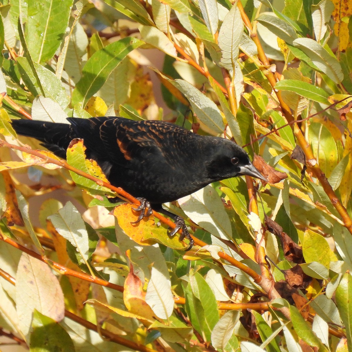 Red-winged Blackbird - ML611197847