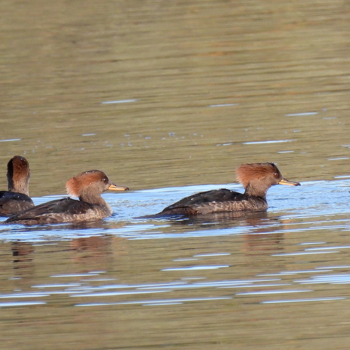 Hooded Merganser - ML611197888