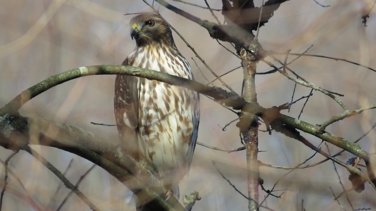 Red-shouldered Hawk - ML611197892