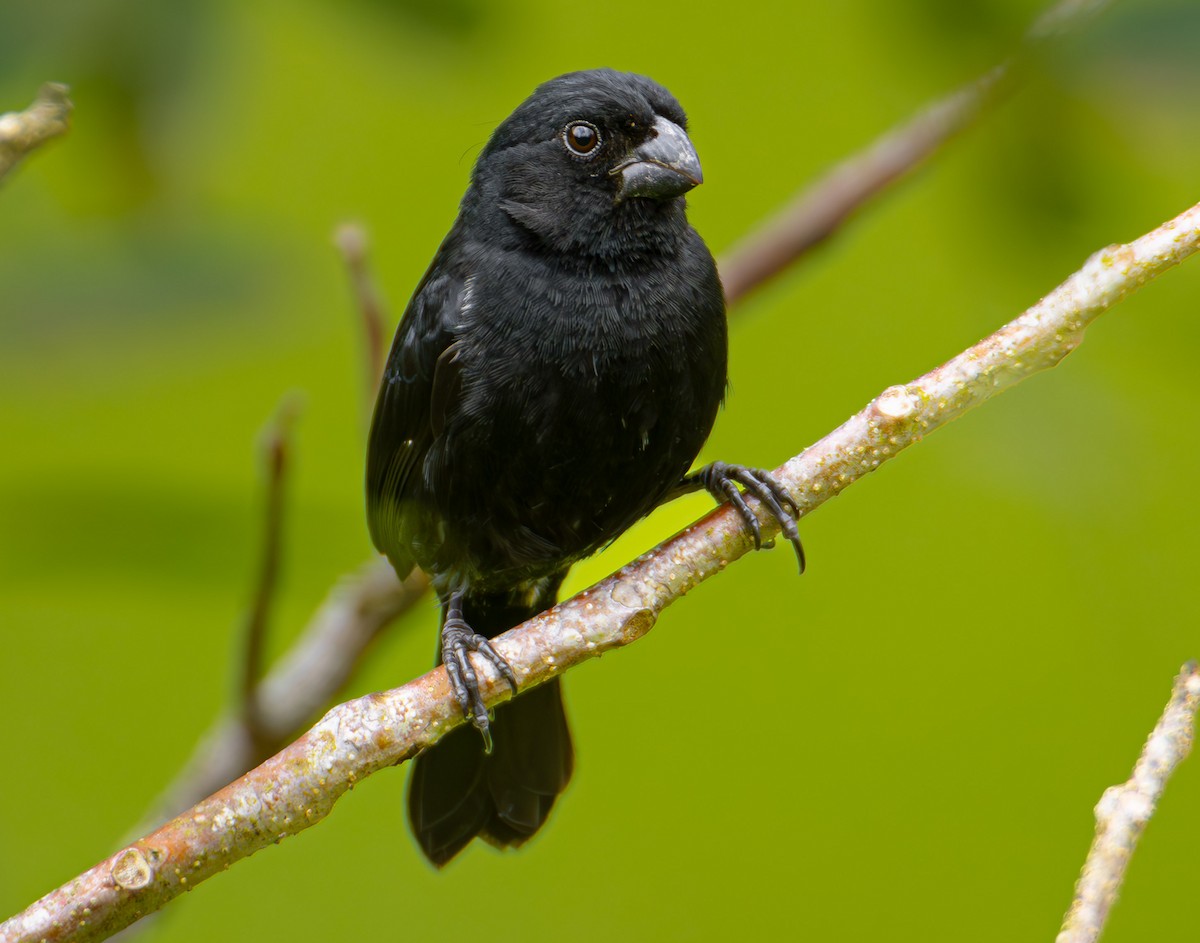 Variable Seedeater - ML611197895
