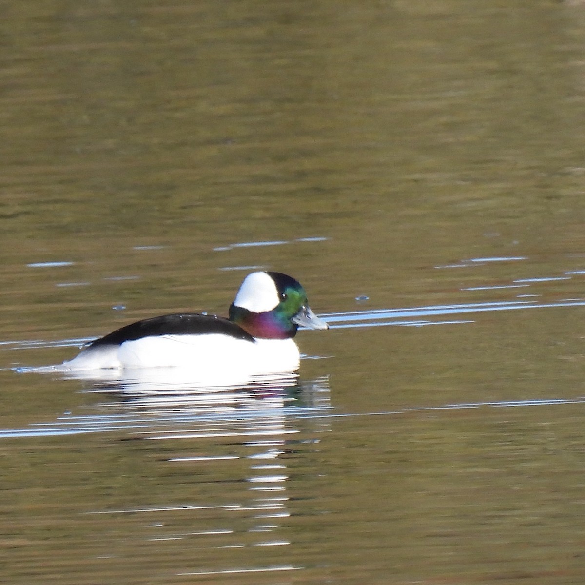 Bufflehead - Susan Kirkbride