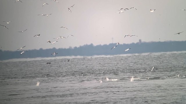 Northern Gannet - ML611197920