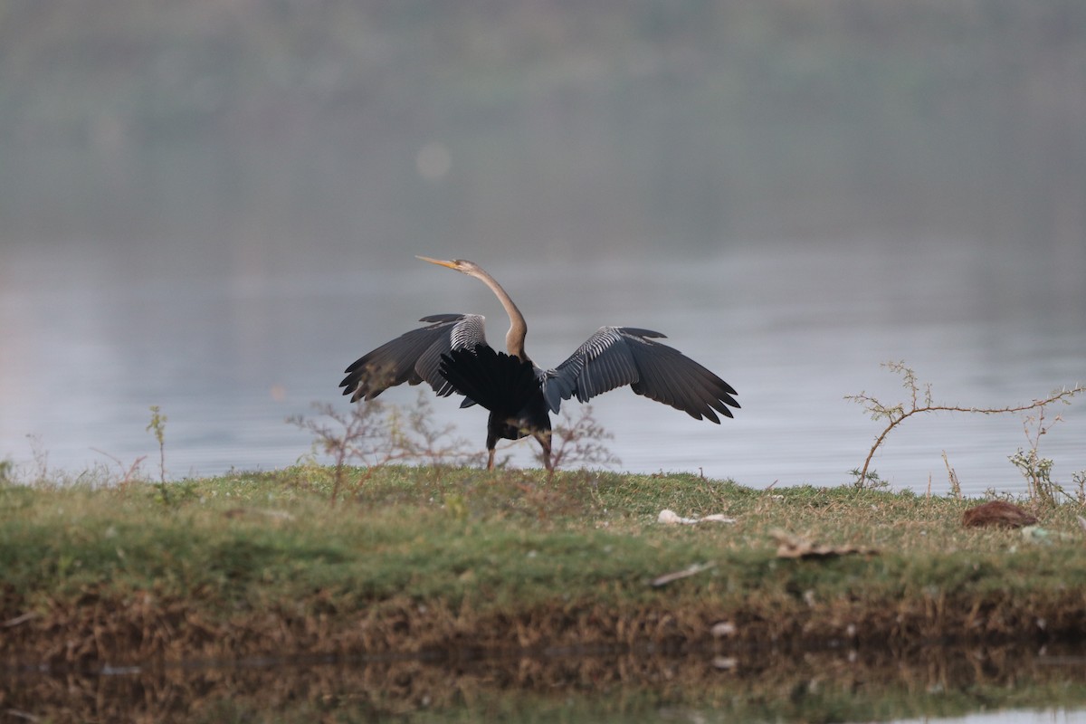 Oriental Darter - ML611197995