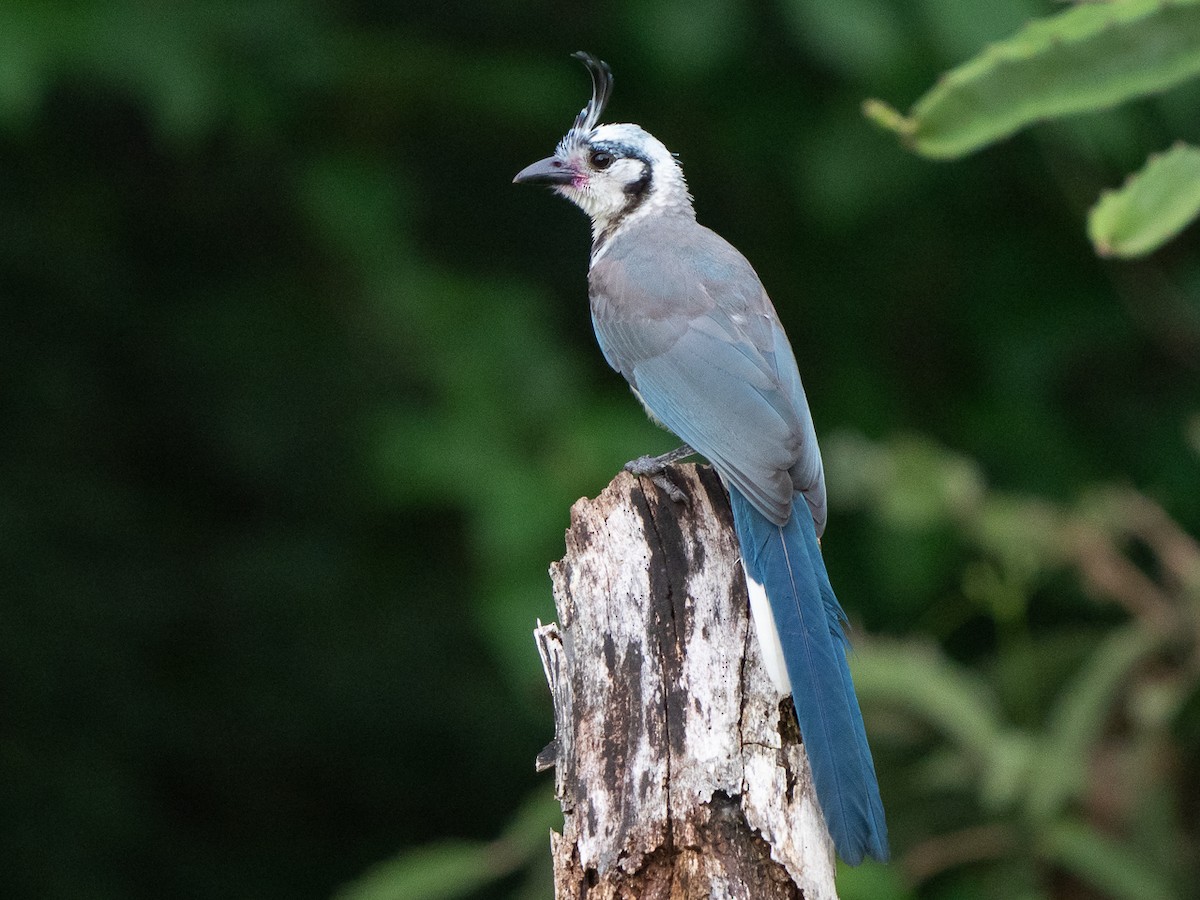 White-throated Magpie-Jay - Chris Fischer