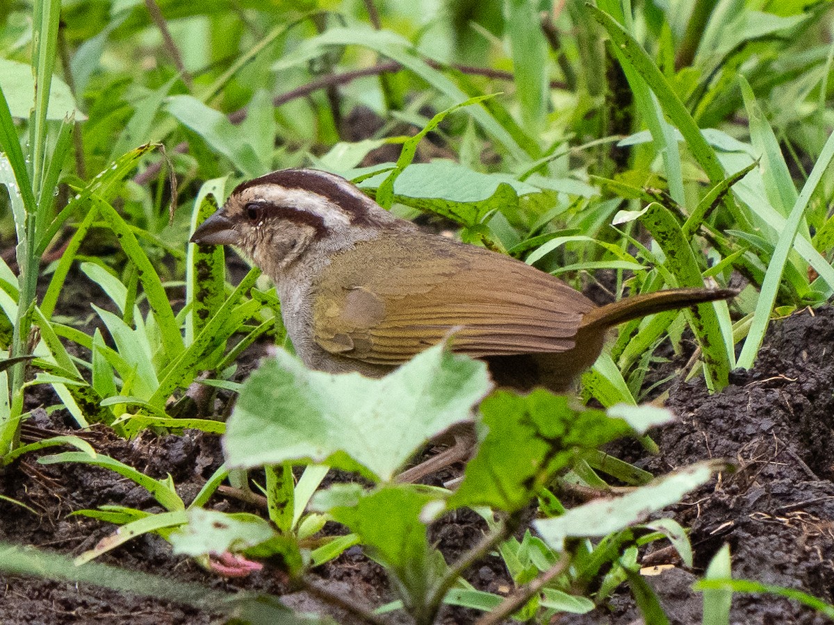 Olive Sparrow - Chris Fischer