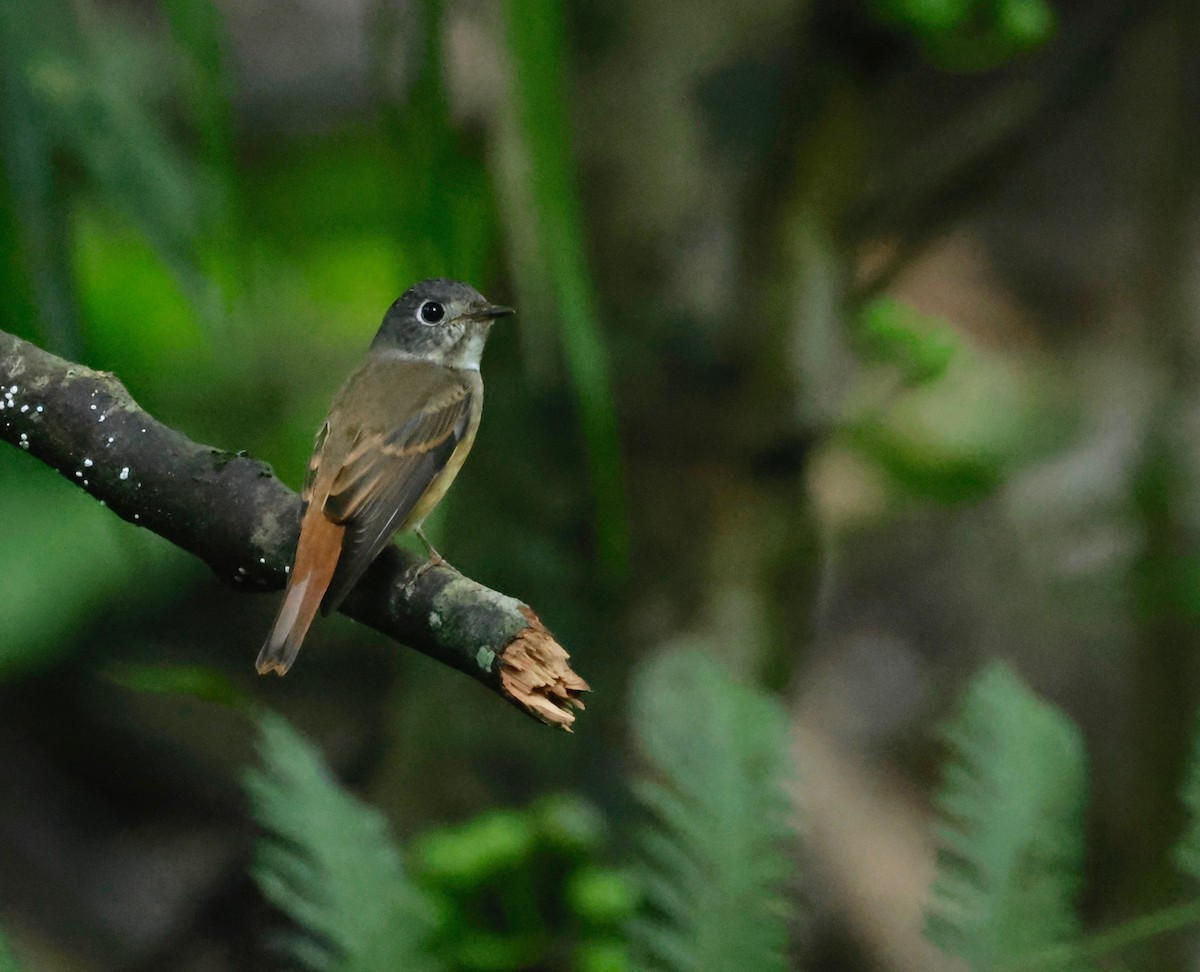 Ferruginous Flycatcher - ML611198056