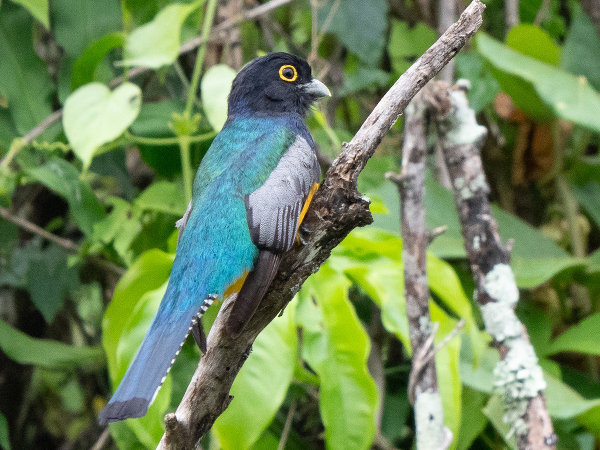 Gartered Trogon - Chris Fischer