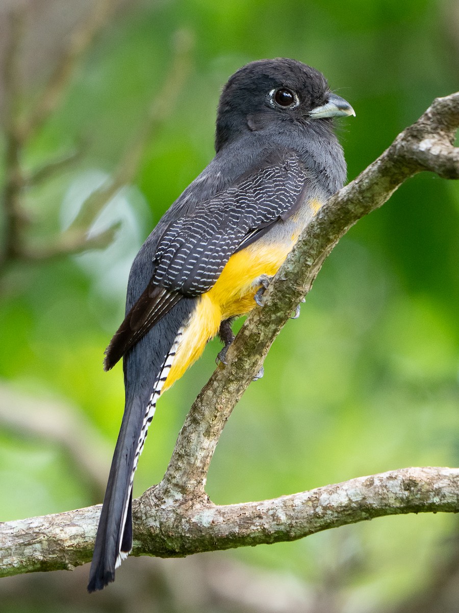 Gartered Trogon - Chris Fischer