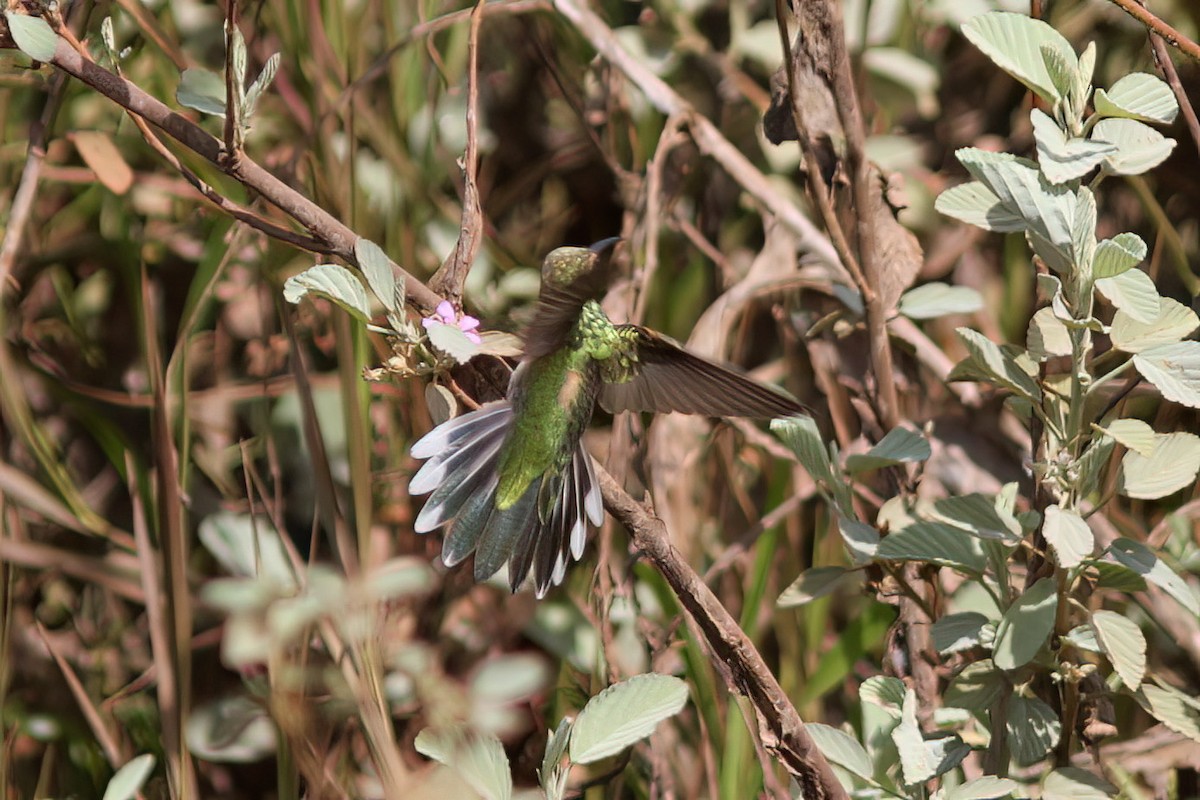 kolibřík rudozobý - ML611198084