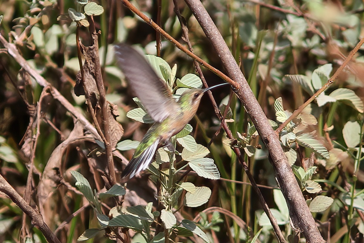 kolibřík rudozobý - ML611198091