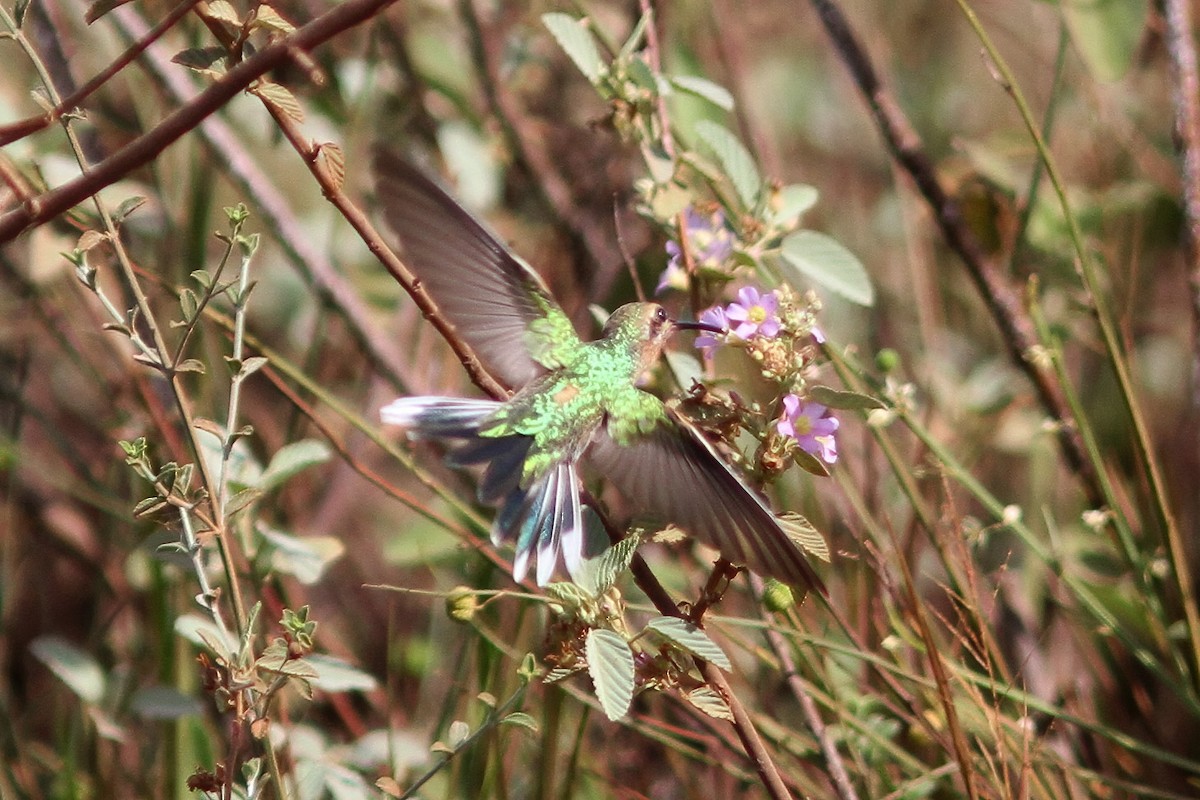 kolibřík rudozobý - ML611198093