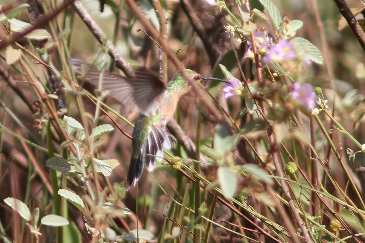 kolibřík rudozobý - ML611198094