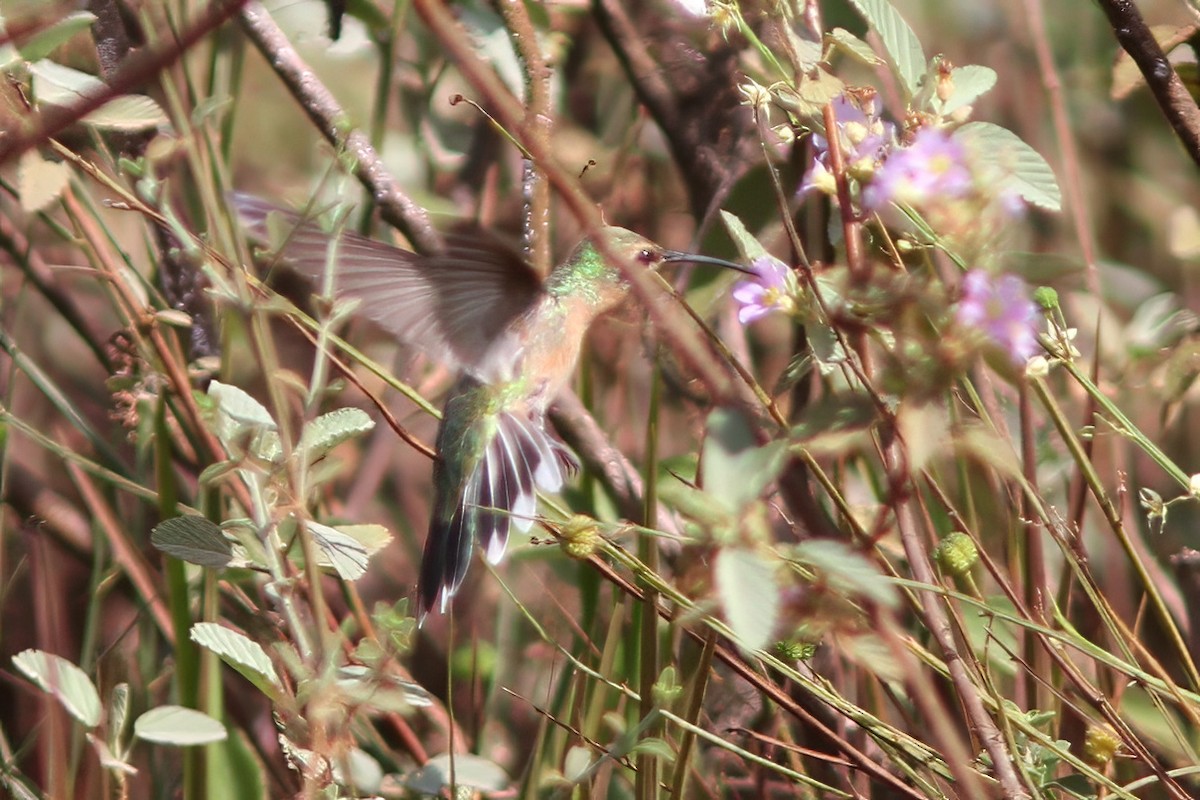 White-tailed Goldenthroat - Dave Curtis