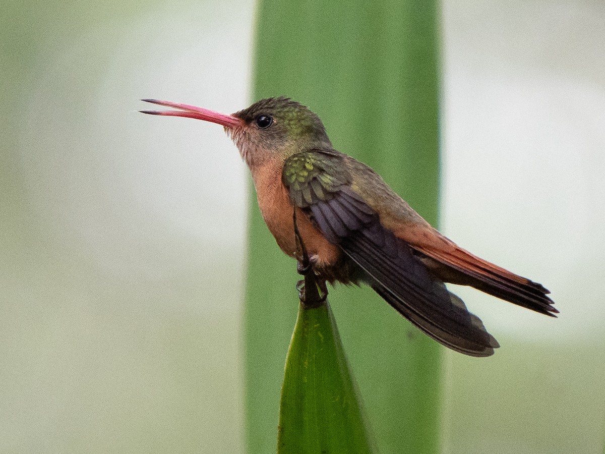 Cinnamon Hummingbird - Chris Fischer