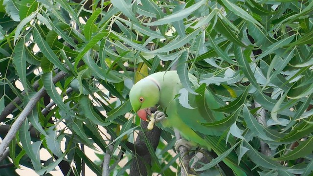 Rose-ringed Parakeet - ML611198134