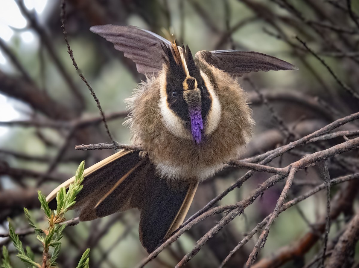 Buffy Helmetcrest - Camilo Vargas Perdomo