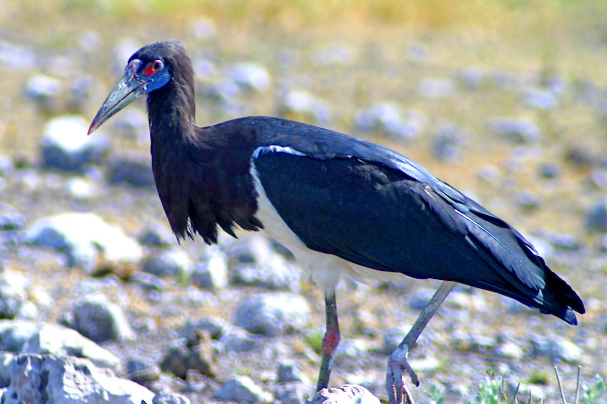 Abdim's Stork - ML611198193