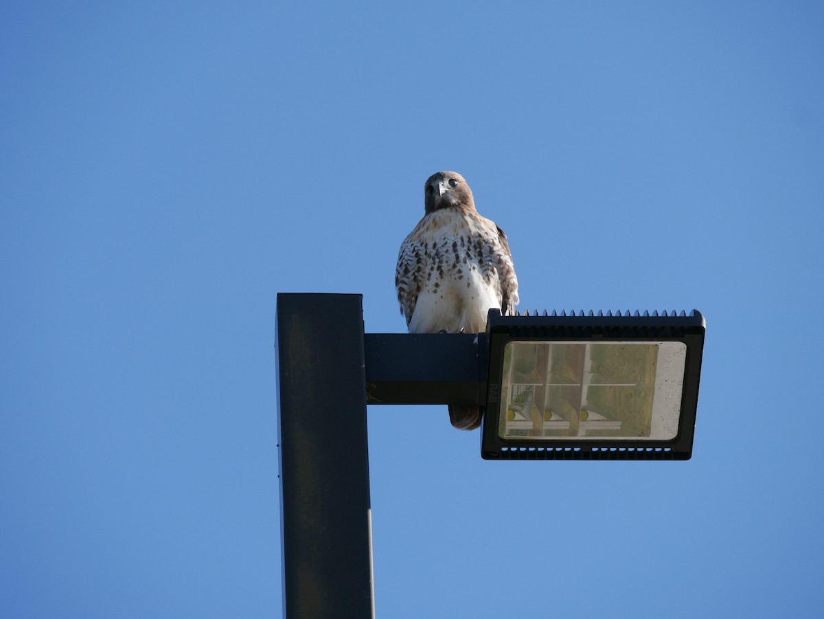 Red-tailed Hawk - ML611198205