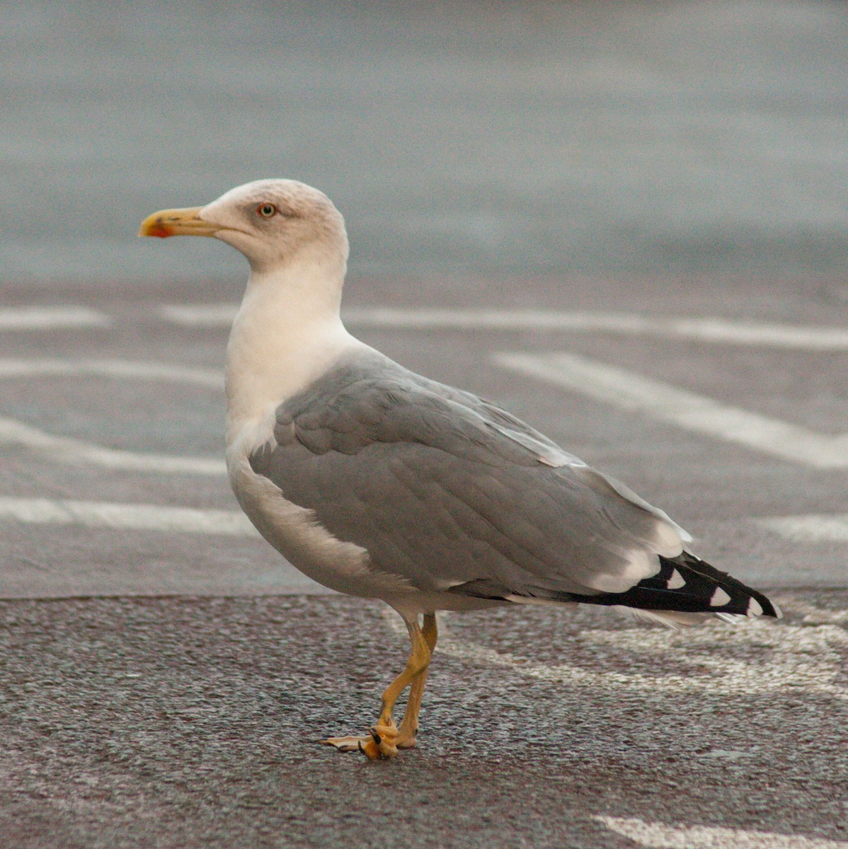 Yellow-legged Gull - ML611198210