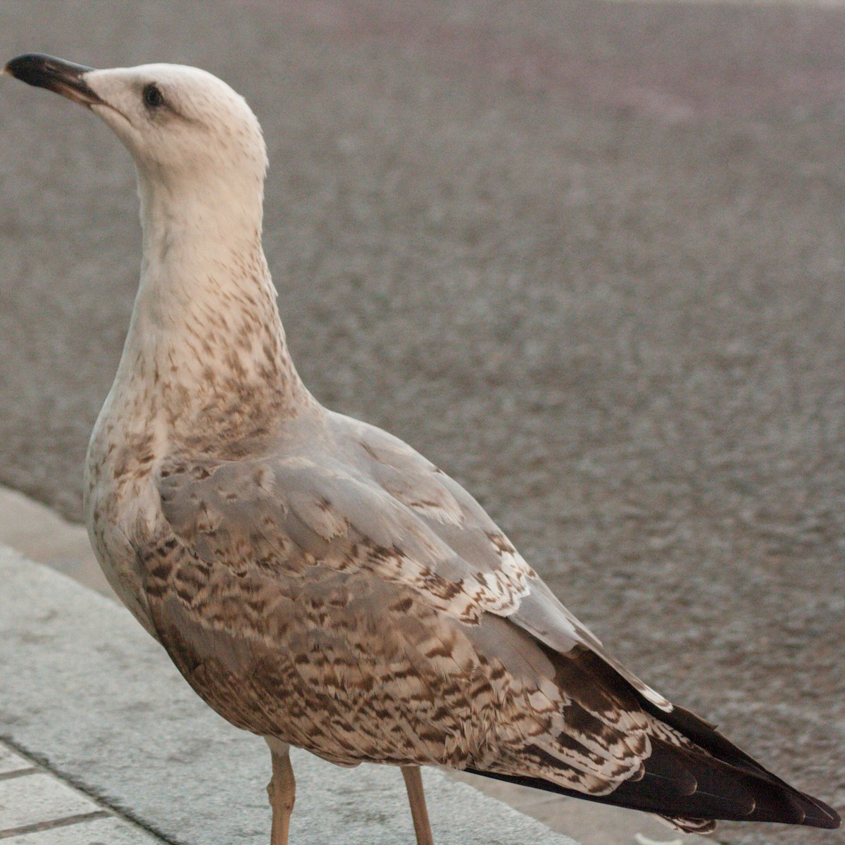 Yellow-legged Gull - ML611198213