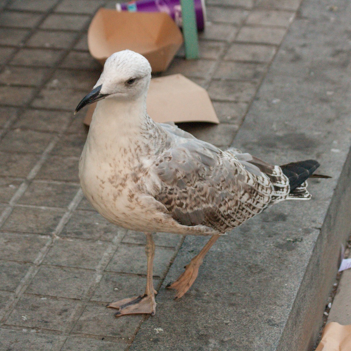 Yellow-legged Gull - ML611198214