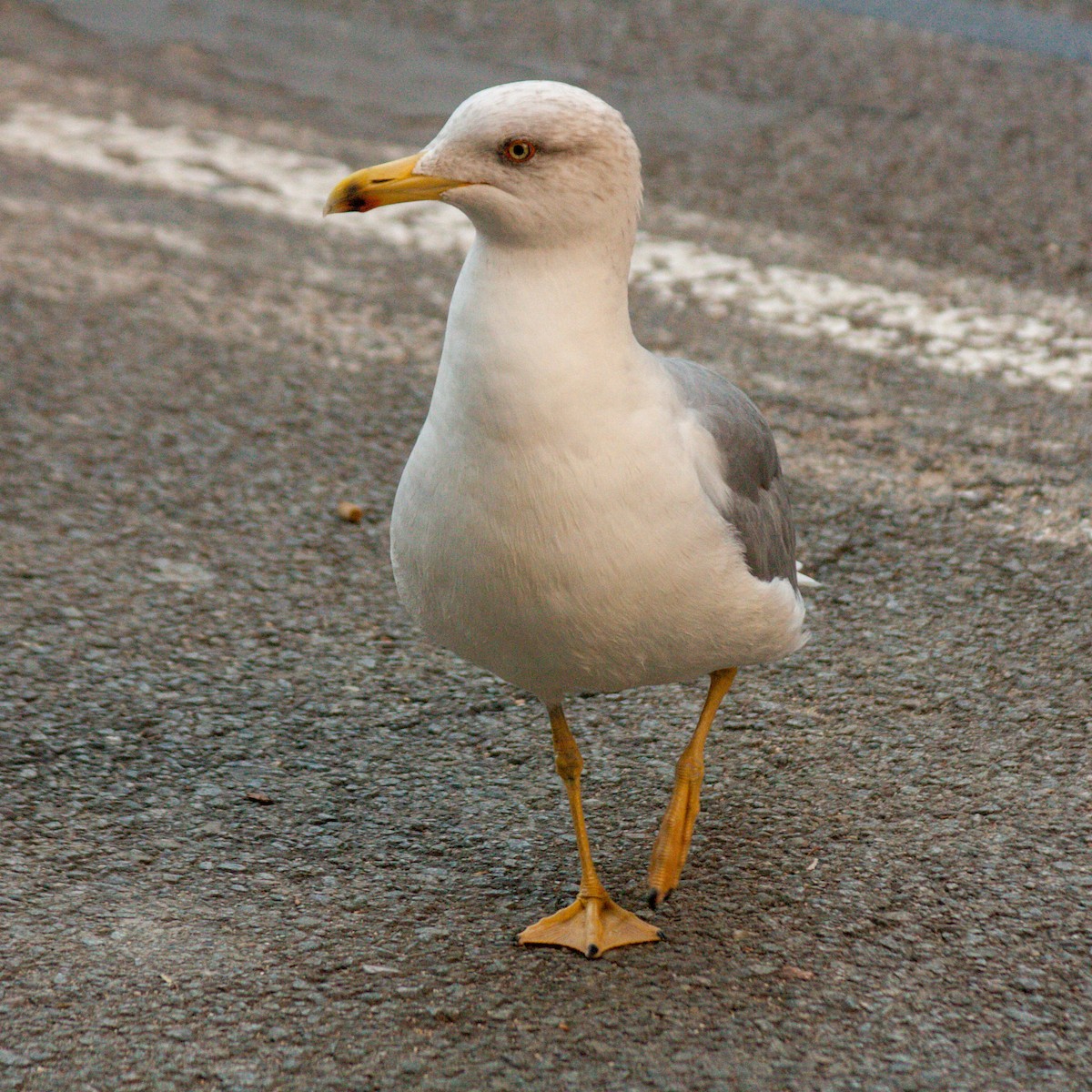 Yellow-legged Gull - ML611198217