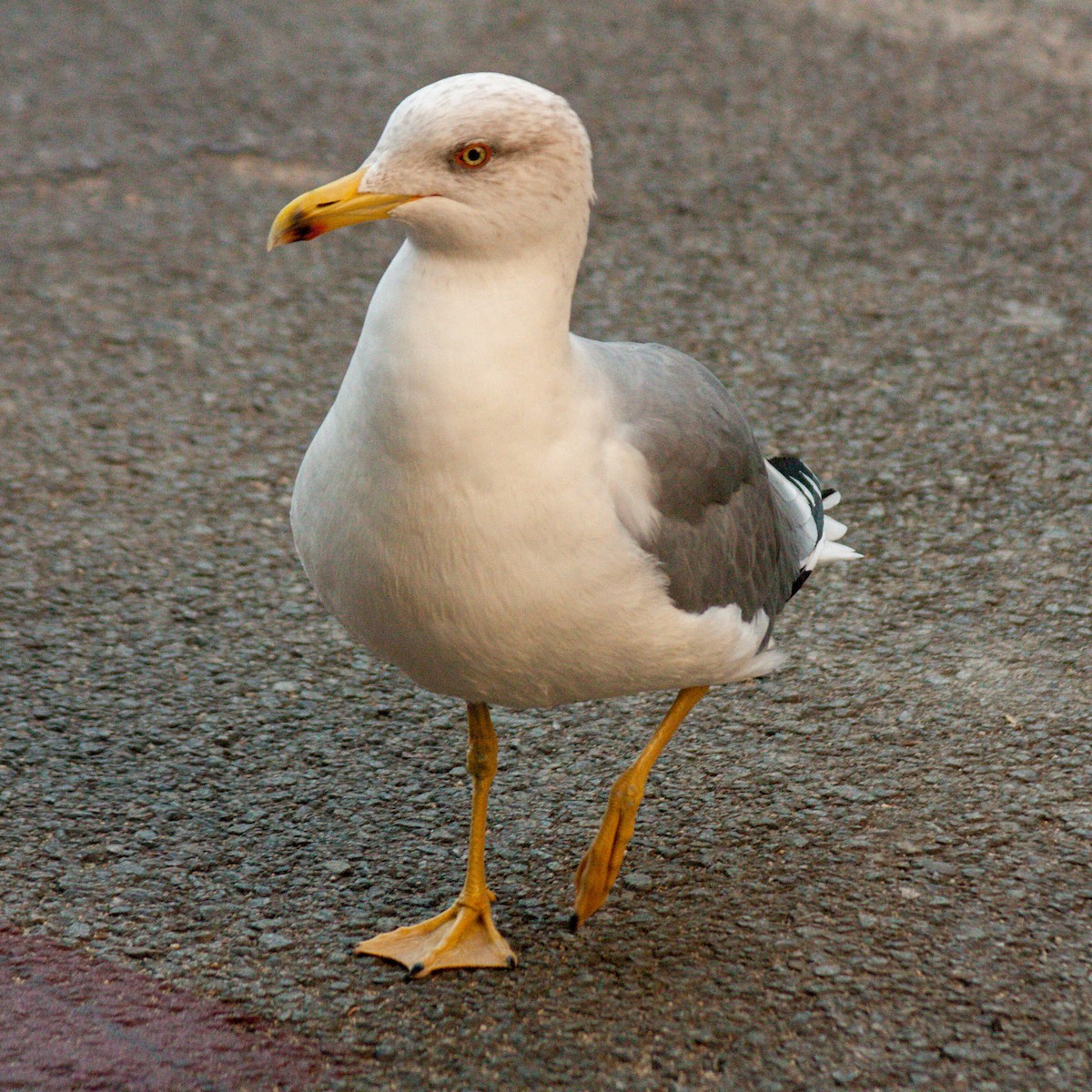 Yellow-legged Gull - ML611198219
