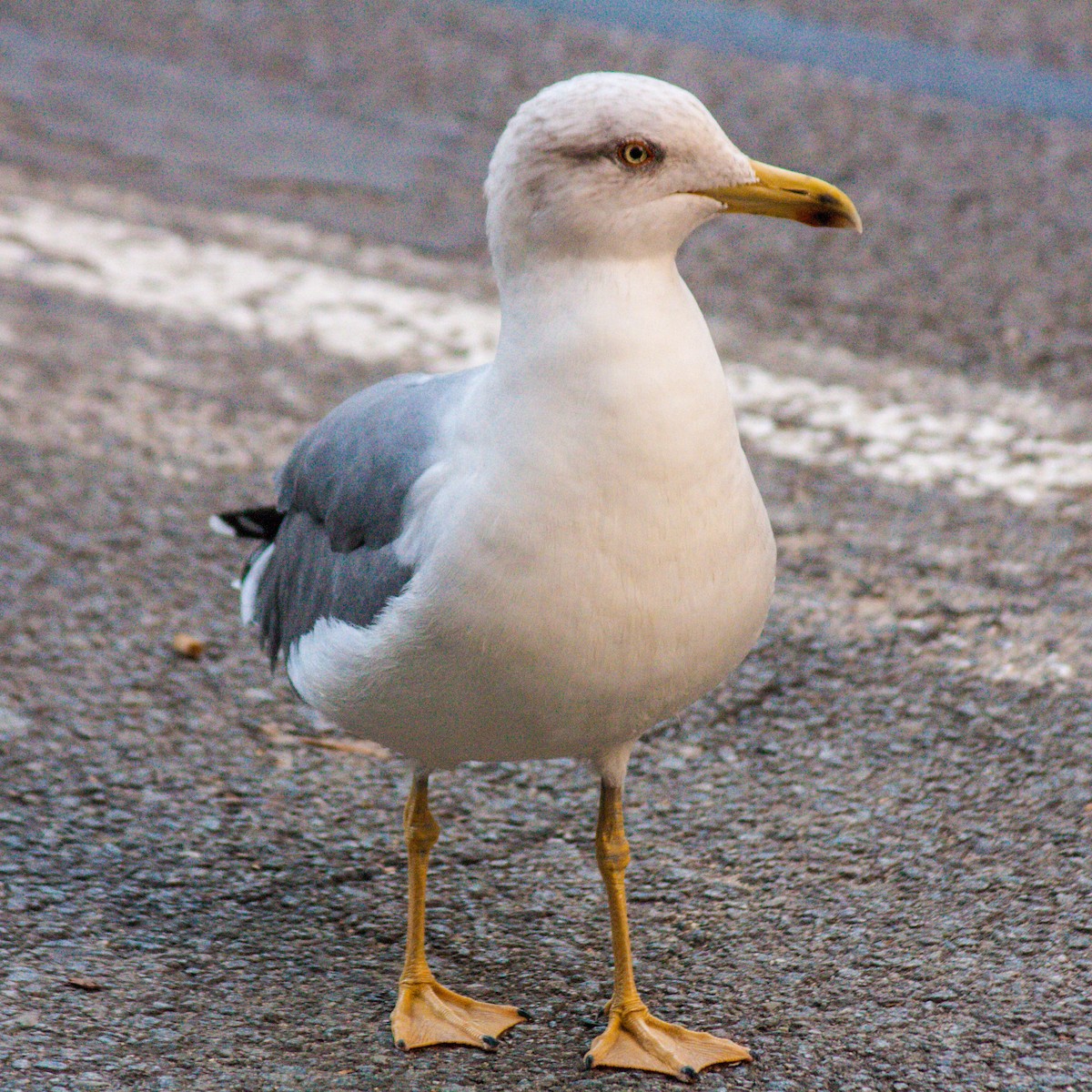 Yellow-legged Gull - ML611198221