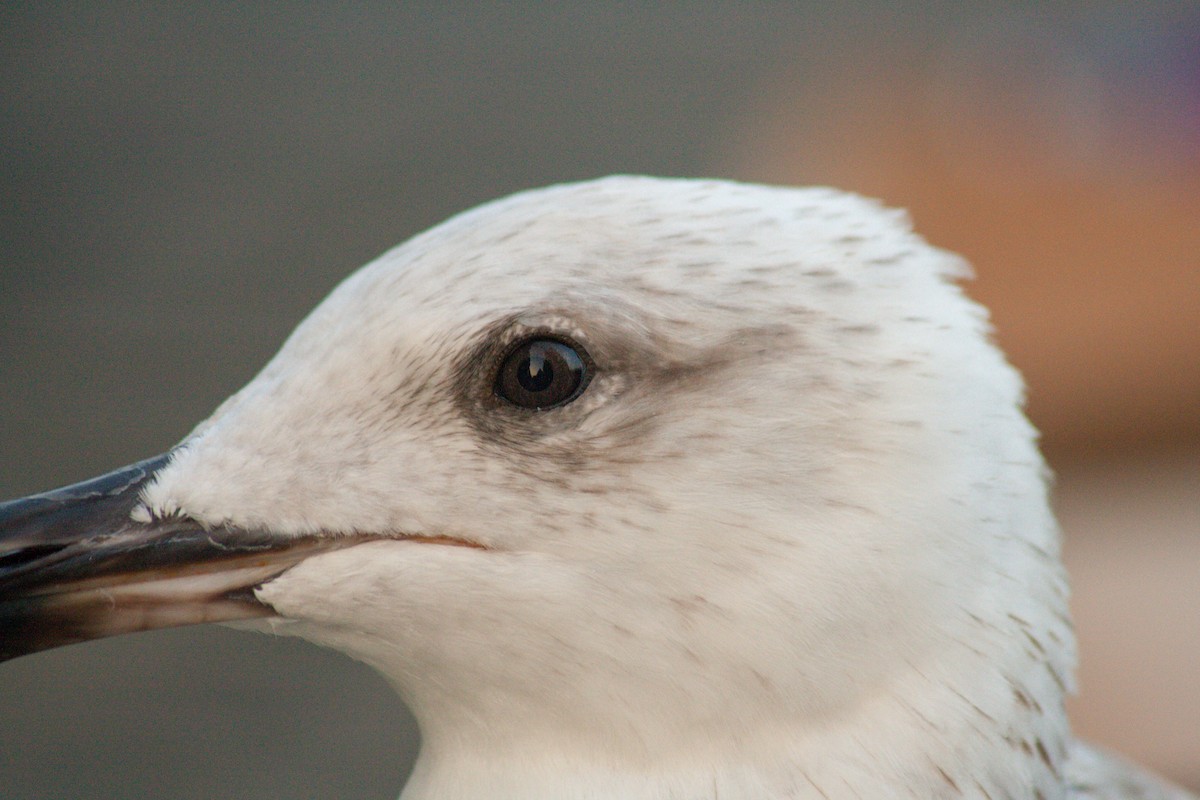 Yellow-legged Gull - ML611198222