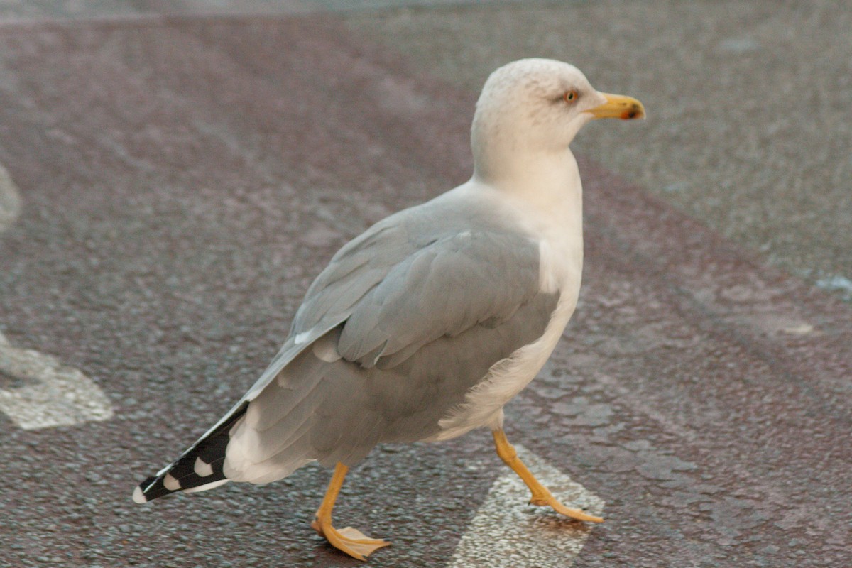 Yellow-legged Gull - ML611198223