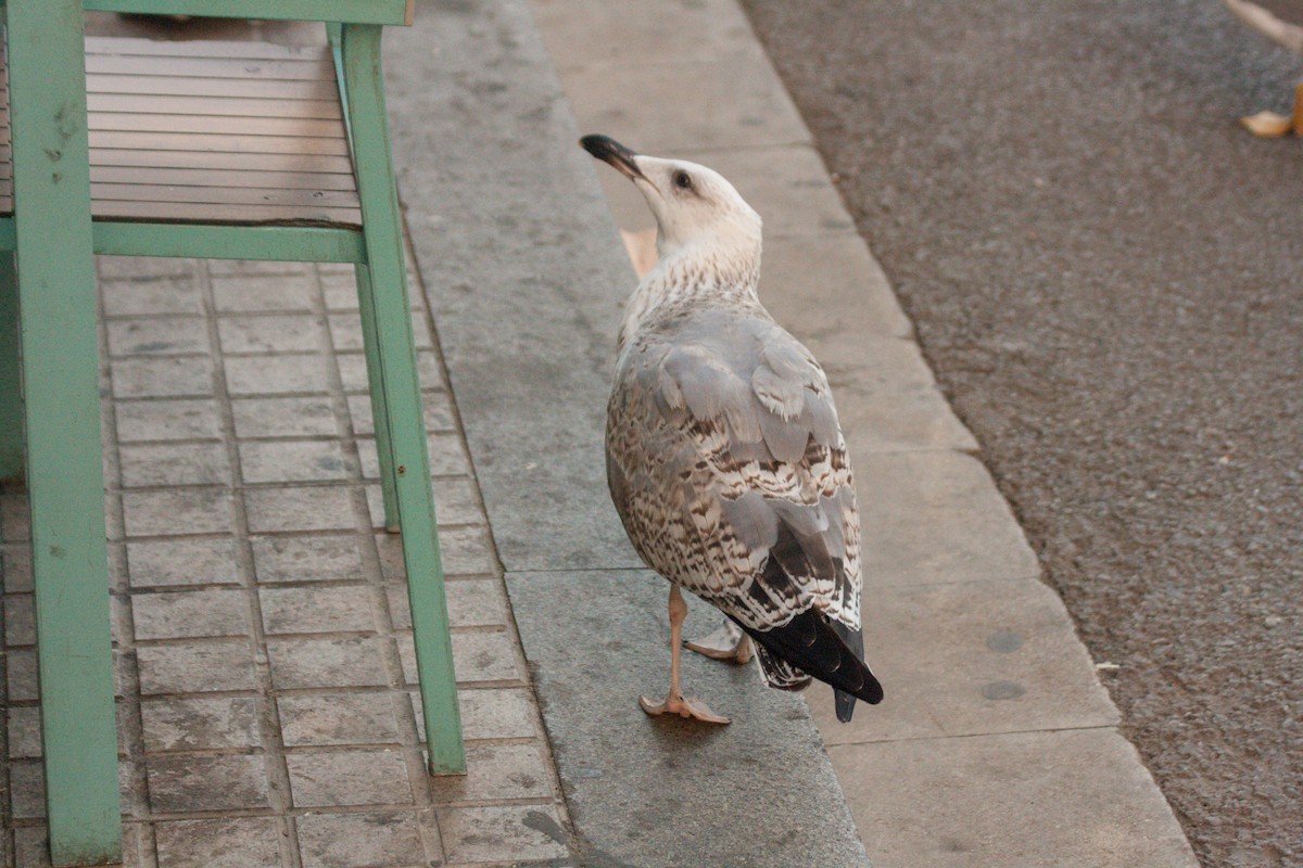 Yellow-legged Gull - ML611198224