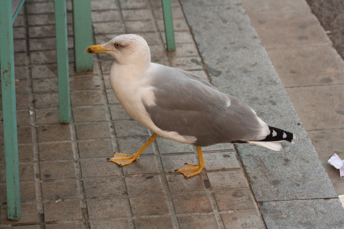 Yellow-legged Gull - ML611198225