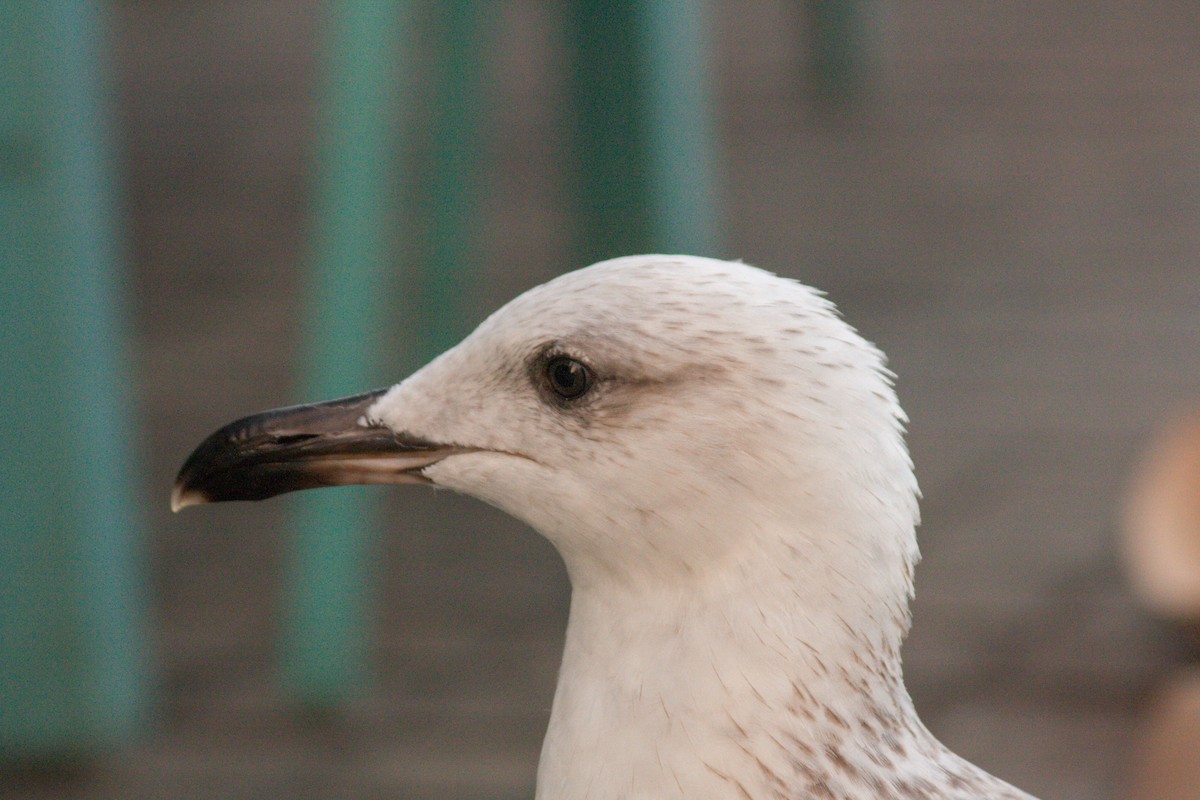 Yellow-legged Gull - ML611198226