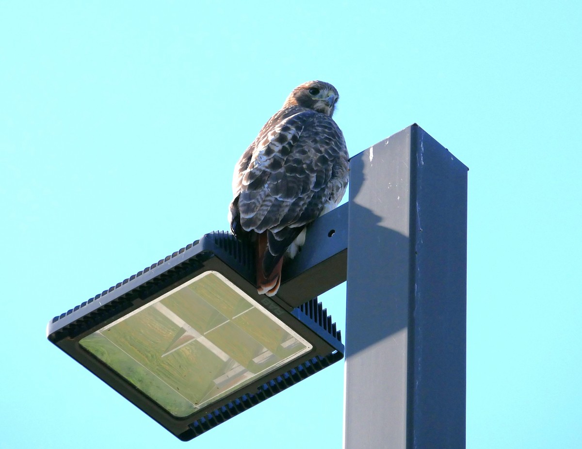 Red-tailed Hawk - ML611198227