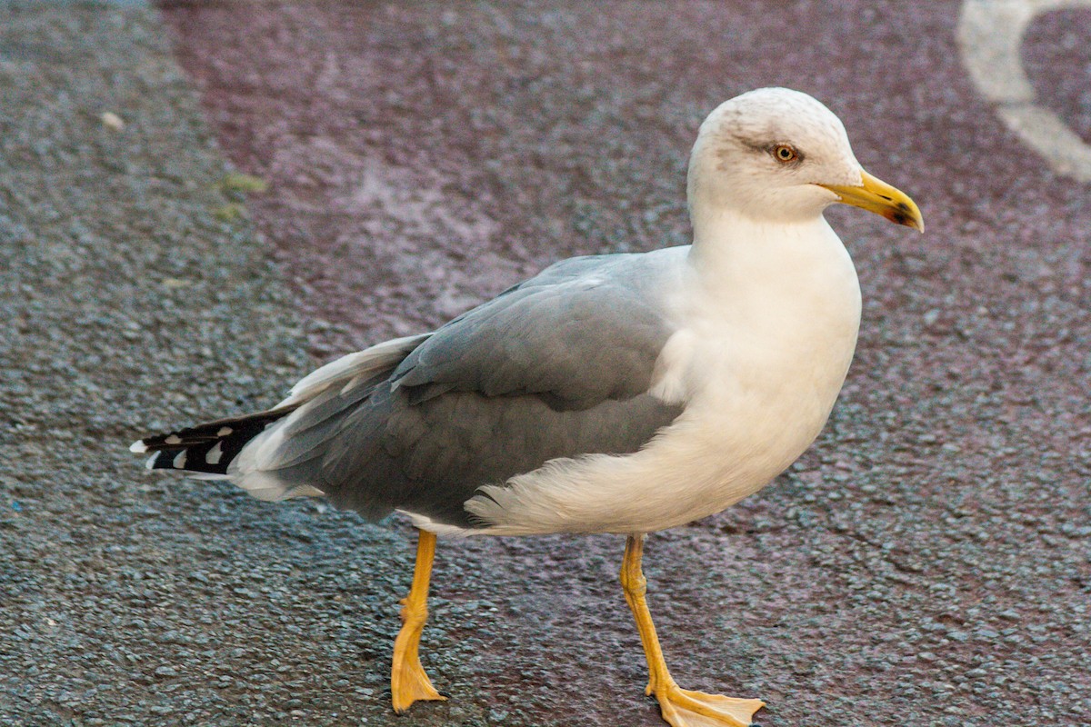 Yellow-legged Gull - ML611198228