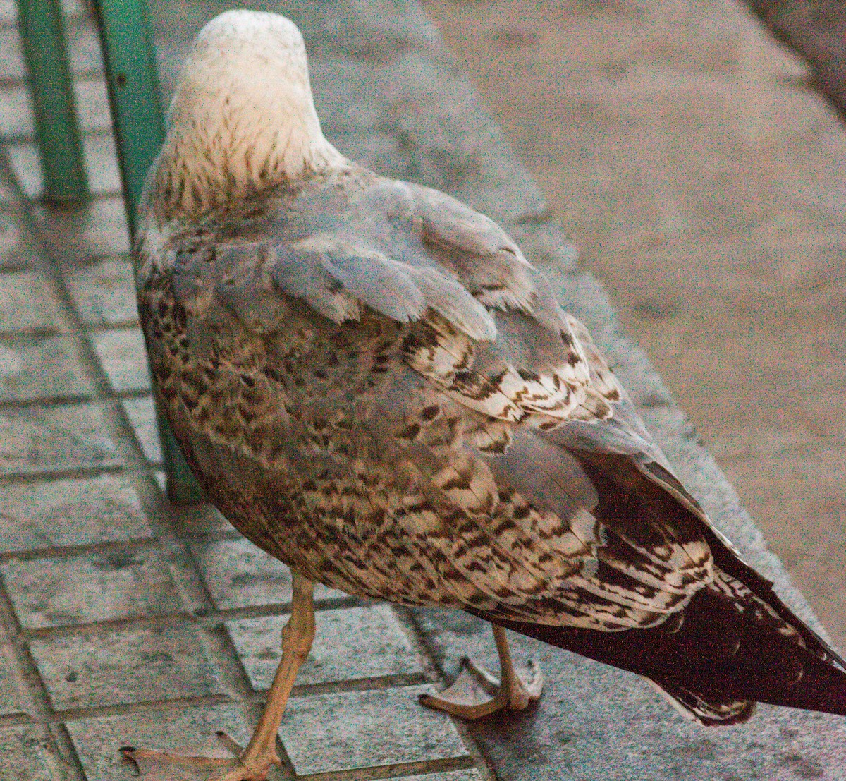 Yellow-legged Gull - ML611198231