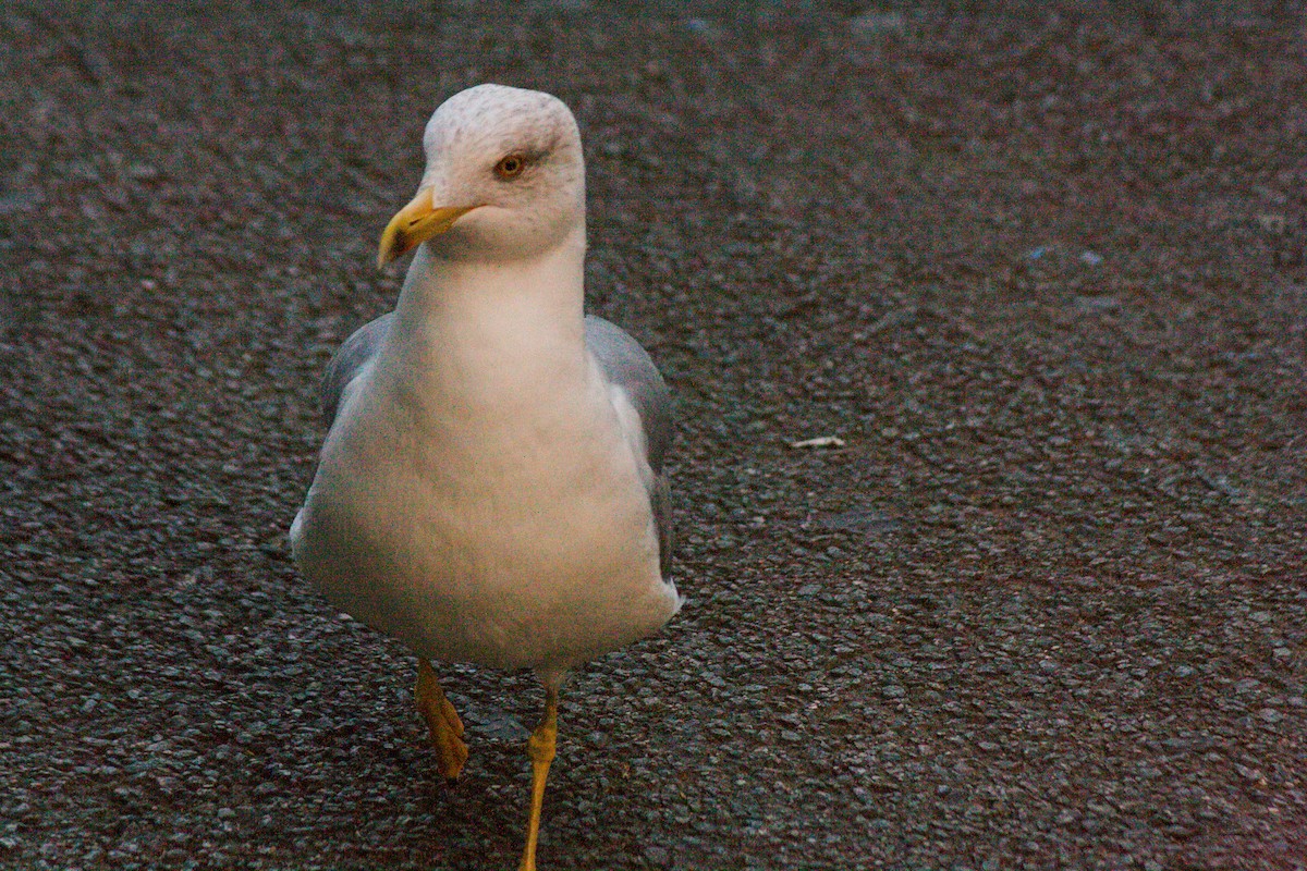 Yellow-legged Gull - ML611198232
