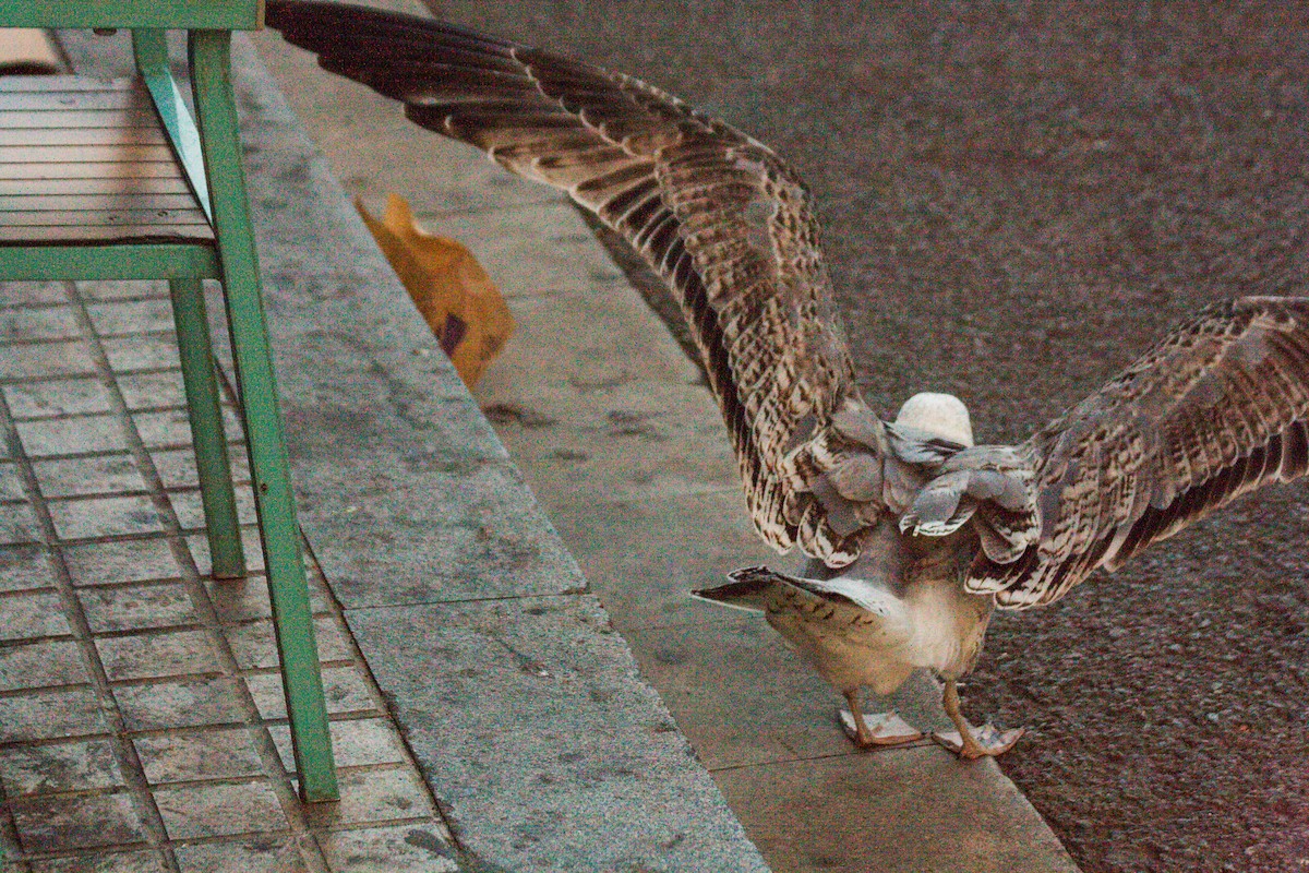 Yellow-legged Gull - ML611198234