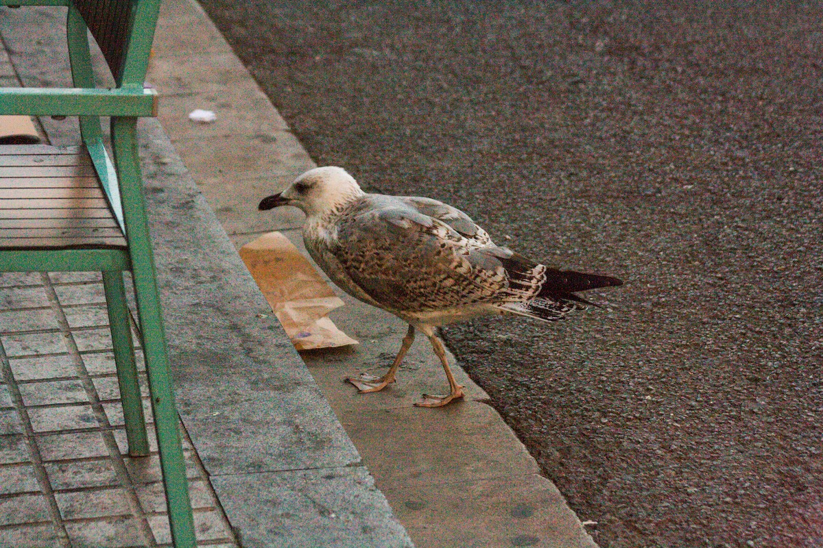 Yellow-legged Gull - ML611198235