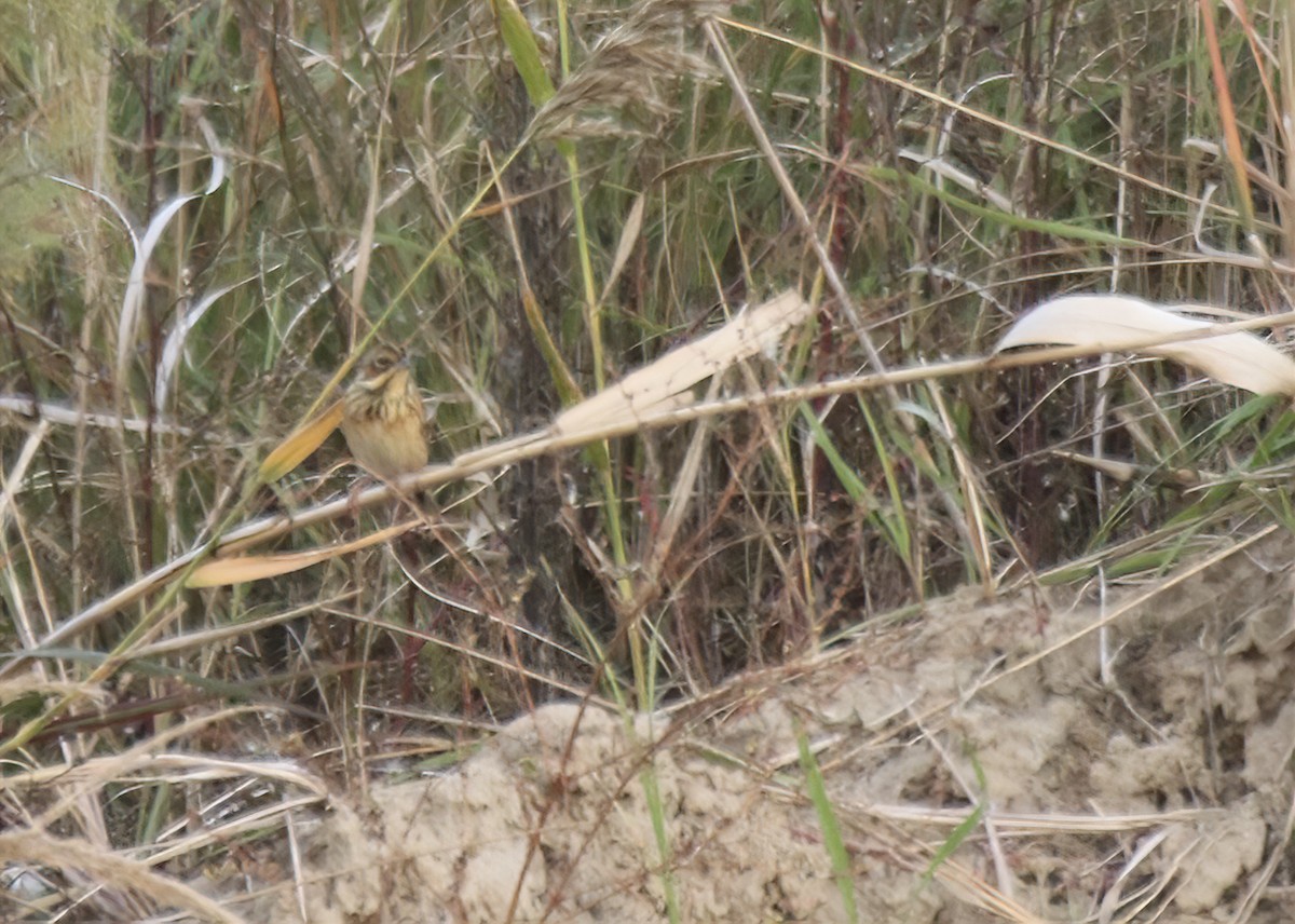 Chestnut-eared Bunting - ML611198340